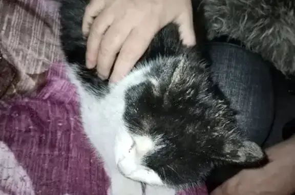 Найдена кошка на ул. Журавлёва, 11 в Новосибирске