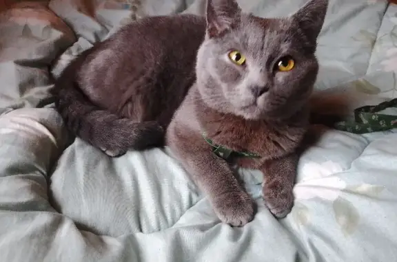 Пропала кошка в Воронежской области, нужна помощь в поиске!