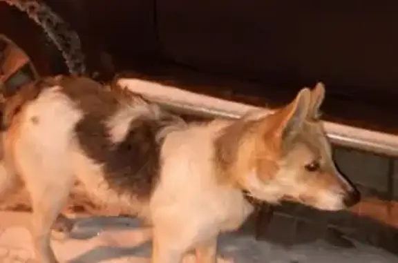 Собака найдена в Дмитровском районе на ул. Краснополянская.