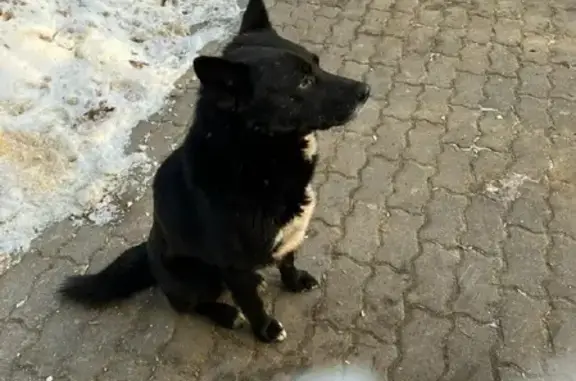 Собака ждет хозяев на ул. Адмирала Нахимова, 15 (Балашиха)