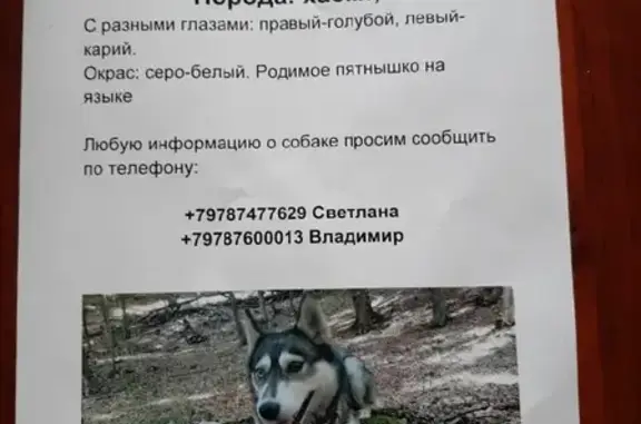 Пропала собака Хаски на улице Отважных, Крым