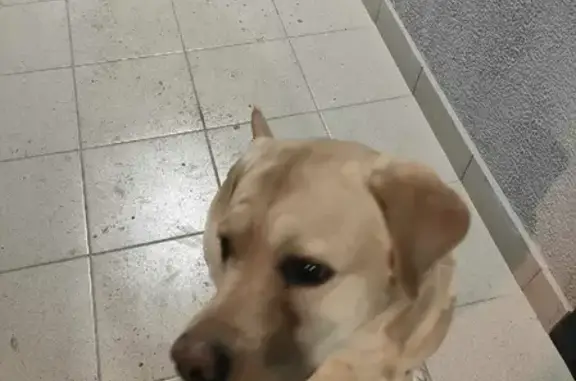 Найденные животные Москва, фото: Найдена собака на Совхозной улице