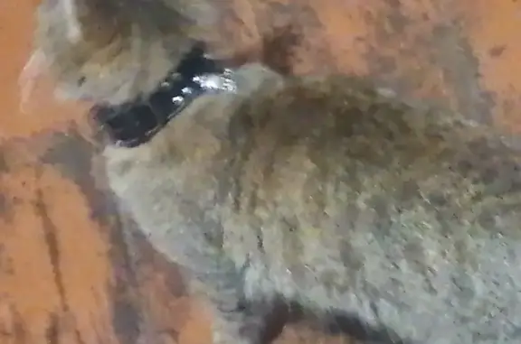 Найдена кошка на Союзном проспекте в Нижнем Новгороде