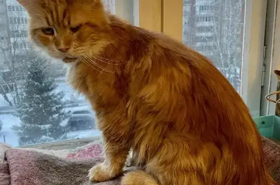 Найдена рыжая мейн-кун кошка с травмами в Калуге