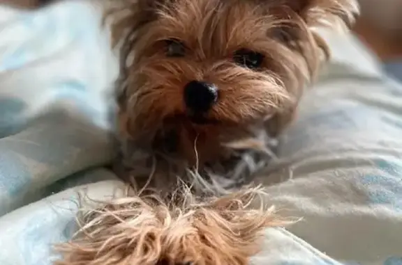 Собаки потеряшки, Москва, фото: Потеряшка собака Тося на ул. Удальцова, Москва