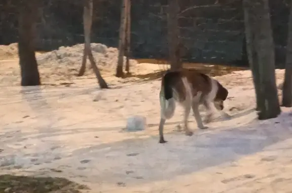 Собака без ошейника на Остаповском проезде, Москва