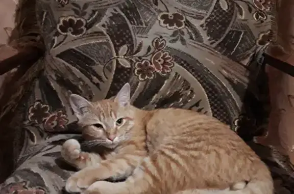 Пропала кошка Кот, ул. Мира, 35, Йошкар-Ола