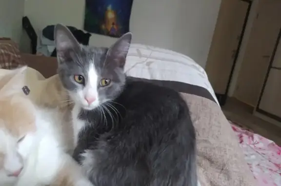 Кошки потеряшки, Ульяновск, фото: Потеряшка кот 