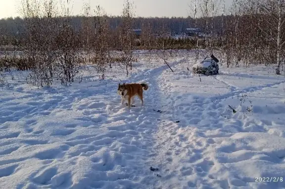 Пропала собака на Арзамасской, помогите!