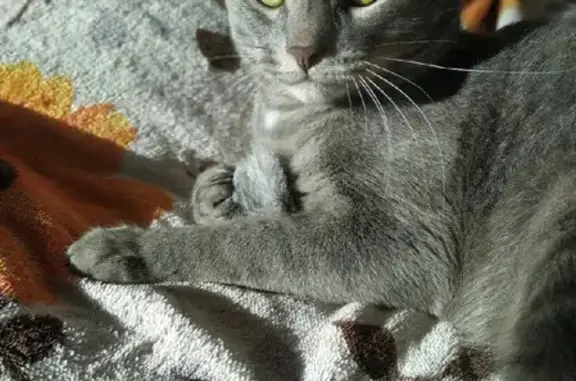 Кошки потеряшки, Киров, фото: Кошка Смоук пропала на Луговом переулке, Киров.