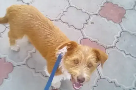 Пропала собака на улице Чехова, Мелеуз