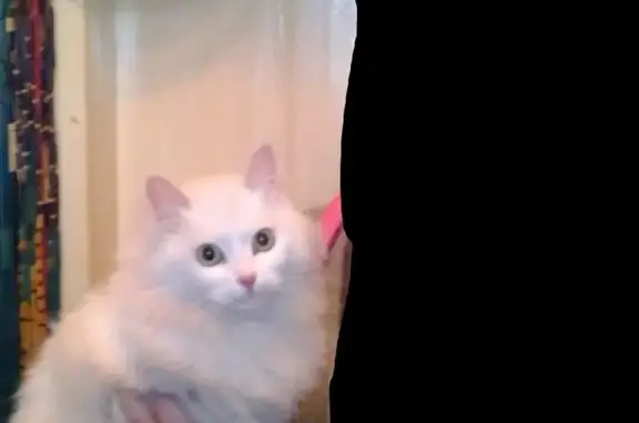Пропала беременная кошка Марго на ул. Нухи Идрисова, Суоярви