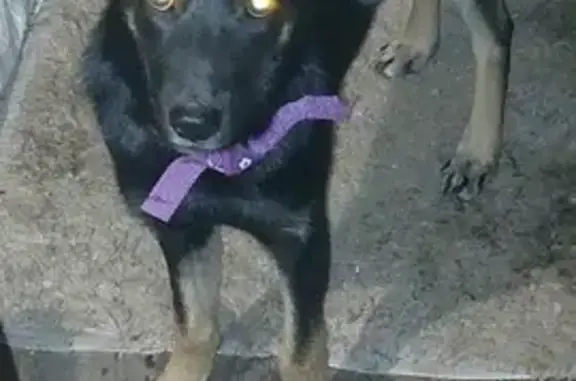 Найдена собака на Электровозной улице
