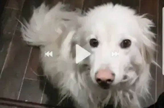Пропала длинношерстная белая собака с розовым носом и карими глазами в микрорайоне Восточный, Инта.