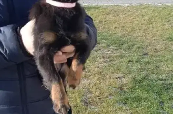 Найдена собака на улице Шумского, Волгоград