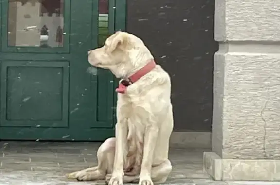 Собака-лабрадор в ЖК Солнечная Система, Химки