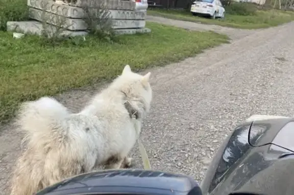 Потерянные животные Эушта, фото: Пропала собака маламут в зелёном ошейнике в Эуште