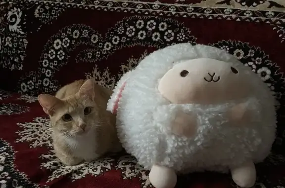 Кошки потеряшки, Санкт-Петербург, фото: Потеряшка кошка на пр. Солидарности, 12 к2