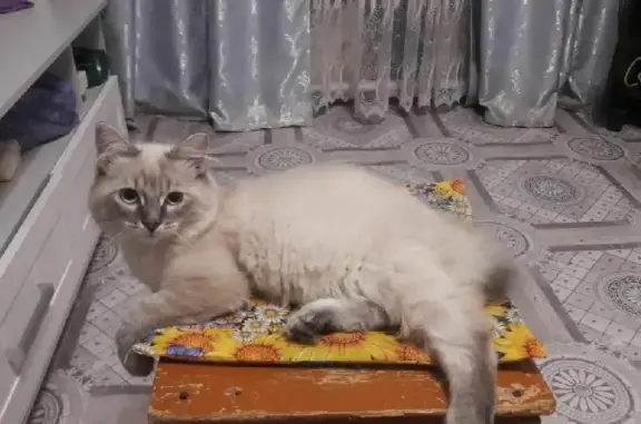 Пропал кот Хвост в Тверской области