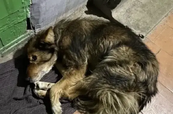 Найдена собака на ул. Матросова, Воронеж