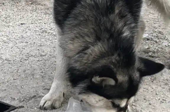 Найдена собака на улице Орлова, 4, Оренбург