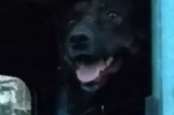 Собаки потеряшки, Смоленск, фото: Потеряшка собака в Смоленске на ул. Генерала Лукина