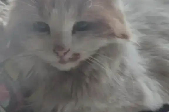 Найден пушистый бело-рыжий кот на пр. Мира, 21 в Костроме