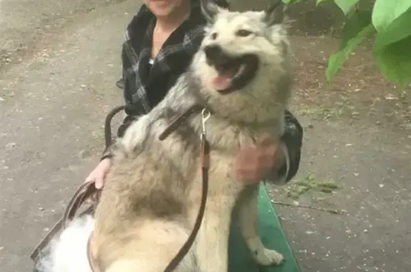Пропала собака Лайка на Кунарской, Екатеринбург