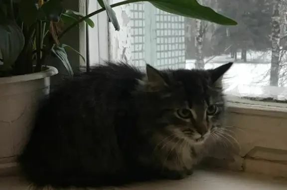 Пропала молодая кошка на ул. Сойту, 117 в Гатчине