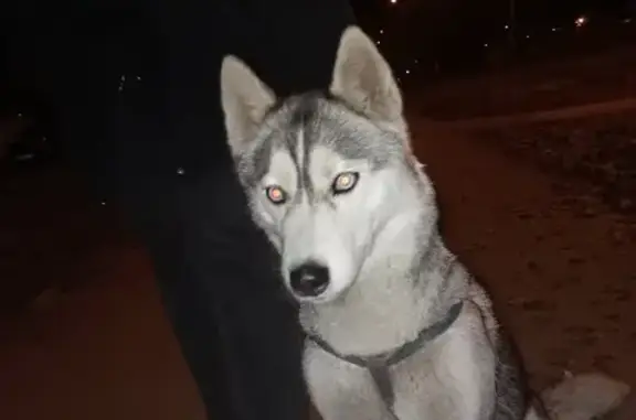 Найдена собака Хаски на улице Куйбышева, 44, Тольятти.
