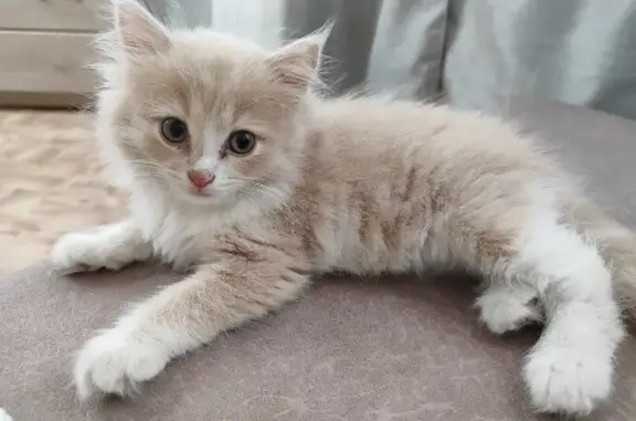 Кошки потеряшки, Ижевск, фото: Потеряшка кошка на Загородной, 114 в Ижевске