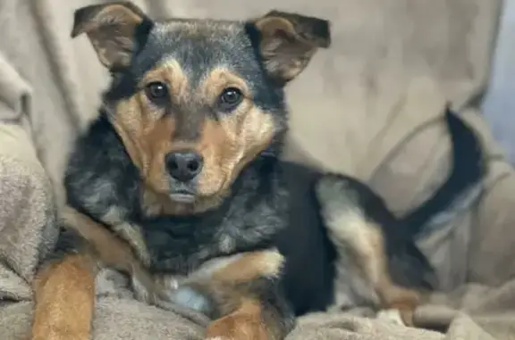 Найдена собака во Владимирской области, ищет дом.
