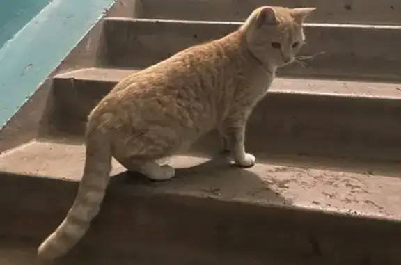 Найден красивый рыжий котик на улице Каландарашвили, 45, Канск