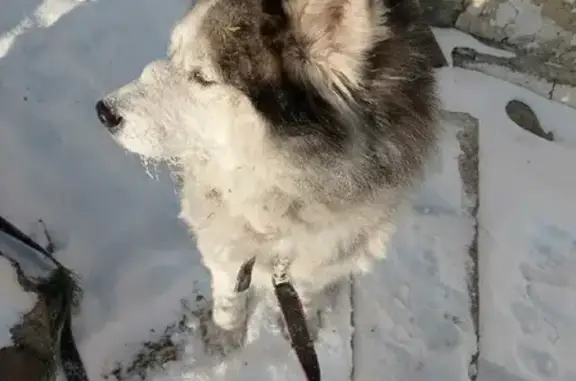 Собака найдена на ул. Аванесова, 14, Барнаул