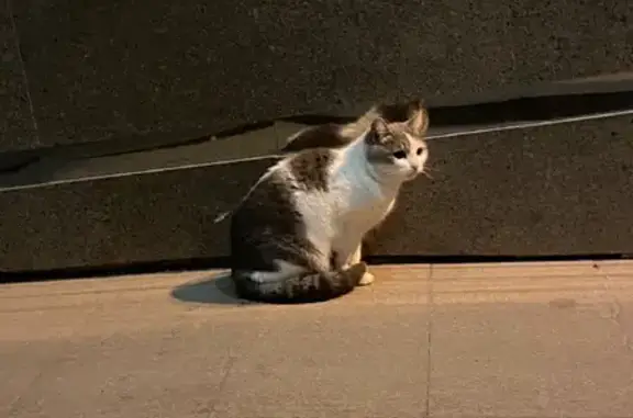 Найдена кошка на ул. Муштари, 2А, Казань