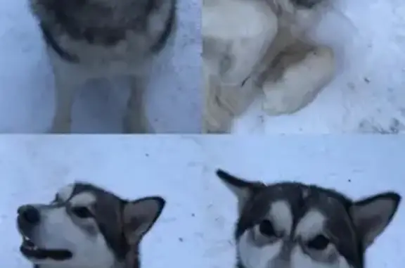 Собака найдена на Щелковском шоссе в Медвежьих Озерах