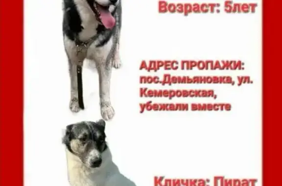 Пропали две собаки на Кемеровской улице, 17