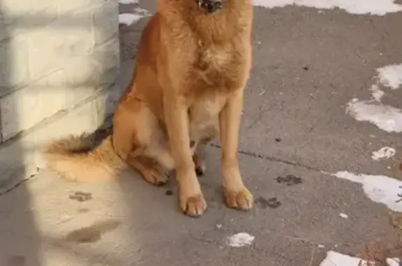 Собака возле д.5 на ул. Благовещенская, Мытищи
