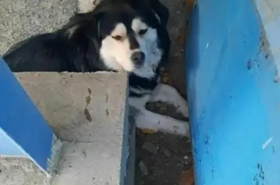 Собака Маламут найдена на улице Бутина, Чита.
