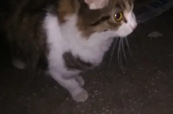 Найдена кошка на 2-й Северо-Западной, 41, Барнаул