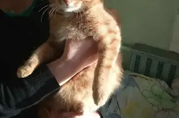 Найден рыжий котик на ул. Городищенская, 2, Коломна