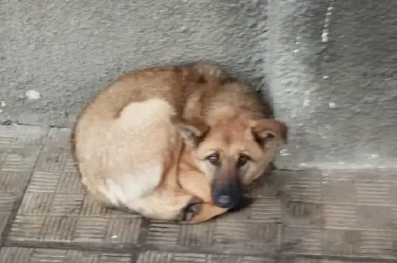 Найдена беспородная собака на улице Ватутина, 16 к2, Москва.