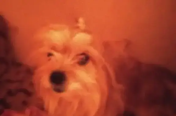 Найденные животные Тамбов, фото: Найдена добрая йорк у Рылеева 75 к1, Тамбов