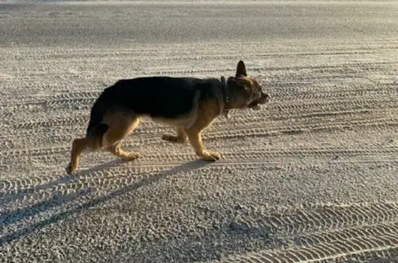 Пропала собака Овчарка Рекса на ул. Тургай, 28 в Набережных Челнах
