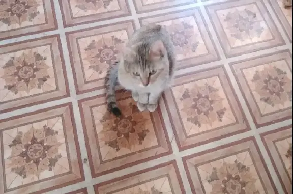 Кошки потеряшки, Тольятти, фото: Потеряшка кошка Малышка на ул. Ворошилова 19, Тольятти