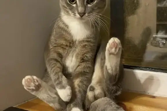 Кошки потеряшки, Санкт-Петербург, фото: Потеряшка кошка Каспер, Спасский переулок 2/44, СПб