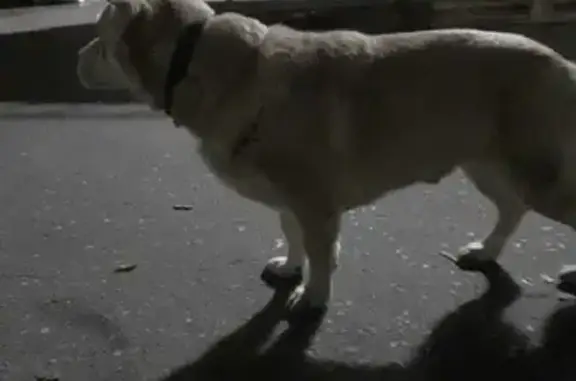 Найдена собака, Тверь, фото: Прибился пёс на ул. Коминтерна, 95Б в Твери