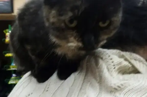 Найдена кошка на Хворостухина 13 в Туле