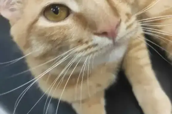 Потерянные животные Смоленск, фото: Пропала кошка Рыжий на улице Рыленкова, 54А в Смоленске