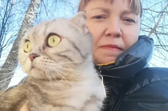 Найдена кошка на Астраханской улице, 177 в Тамбове